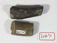 藏品(鹿角兩枚)的圖片